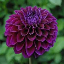 Dark Purple Dahlia Flower Seeds for Planting – Heirloom Non-GMO High Germination Organic Garden Seeds