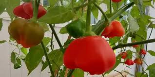 Bonnet Vegetable Seeds for Planting – Heirloom & Non-GMO Garden Seeds