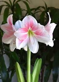 Light Pink Amaryllis Flower Seeds for Planting – Heirloom, Non-GMO, High Germination Organic Garden Seeds