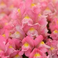 Organic Heirloom Pink Snapdragon Seeds – Non-GMO Flower Seeds for Garden Planting