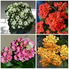 Blossfeldiana Kalanchoe Seeds for Planting - Organic, Heirloom, Non-GMO Garden Seeds
