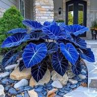 Dark Blue Caladium Flower Seeds for Planting – Heirloom Non-GMO Organic Garden Seeds, High Germination