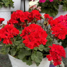 Geranium Flower Seeds for Planting Pink White – Pollinator Friendly, Heirloom & Non-GMO, High Germination Organic Garden Seeds