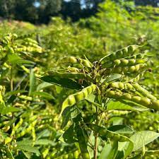 Gungo Pea Seeds for Planting – Heirloom & Non-GMO Drought-Tolerant and Protein-Packed Legume