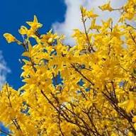 Forsythia Flower Seeds for Planting – Hardy Heirloom, Non-GMO, High Germination Organic Garden Seeds