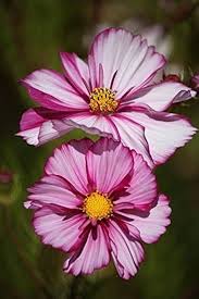 Heirloom Cosmos Peppermint Twist Flower Seeds for Planting – Premium Quality, Non-GMO, High Germination Organic Garden Seeds