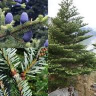Blue Abies Veitchii Flower Seeds for Planting – Heirloom, Non-GMO, Garden Favorite Organic Garden Seeds