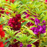 Green Balsamifera Flower Seeds for Planting | Heirloom Non-GMO Organic Garden Seeds, High Germination