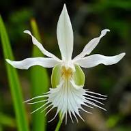 White Egret Orchid Flower Seeds for Planting | Heirloom Non-GMO High Germination Organic Garden Seeds