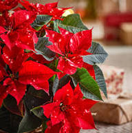 Green Poinsettia Perennial Flower Seeds for Planting – Wildflower Mix, Heirloom, Non-GMO Seeds