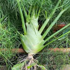 Green Florence Seeds for Planting – Heirloom & Non-GMO Unique Bulb for Fresh Harvests