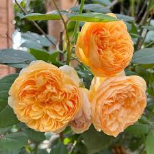 Dark Yellow Climbing Rose Seeds - Low Maintenance, Heirloom, Non-GMO Organic Garden Seeds for Planting