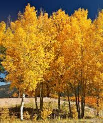 Quaking Aspen  Flower seeds for Planting - Compact Growth, Heirloom & GMO Free Seeds for Home Garden, 100pcs