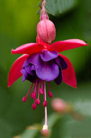 Dark Violet Fuchsia Flower Seeds for Planting – Heirloom, Non-GMO, High Germination, Organic Garden Seeds