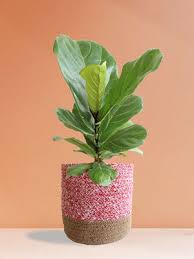 Boho Plant Seeds for Planting – Heirloom Non-GMO, High Germination Organic Houseplant Seeds