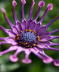 Violet Osteospermum Flower Seeds for Planting – Premium Heirloom Non-GMO High Germination Seeds
