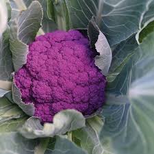 Purple Cauliflower Seeds for Planting – Heirloom, Non-GMO, Colorful Organic Garden Seeds – High Germination, Antioxidant-Rich