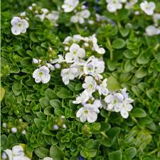 White Creeping Flower seeds for Planting - Drought Tolerant, Heirloom & GMO Free Seeds for Home Garden, 100pcs
