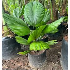 Green Ruffled Fan Palm Seeds for Planting – Heirloom & Non-GMO Tropical Foliage, Organic Garden Seeds, High Germination