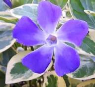 Vinca Minor Flower Seeds for Planting - Heirloom, Non-GMO, High Germination Organic Garden Seeds