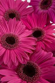 Dark Pink Gerbera Flower Seeds for Planting – Heirloom, Non-GMO, High Germination Organic Garden Seeds