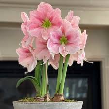 Light Pink Amaryllis Flower Seeds for Planting – Heirloom, Non-GMO, High Germination Organic Garden Seeds