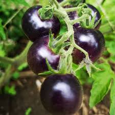 Tomato Seeds for Planting Dark Blue – Heirloom Non-GMO, Unique High Germination Organic Garden Seeds