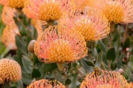 Leucospermum Cordifolium Flower Seeds – Heirloom Non-GMO Protea Blooms for Garden Planting