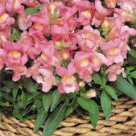 Organic Heirloom Pink Snapdragon Seeds – Non-GMO Flower Seeds for Garden Planting