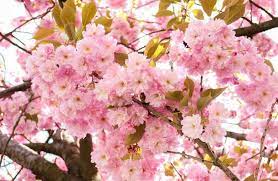 Fruit Seeds,Garden seeds, Seeds For Planting,Plant Seeds
