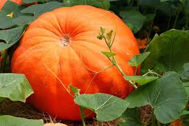 Orange Giant Pumpkin Vegetable Seeds for Planting – Heirloom & Non-GMO Seeds