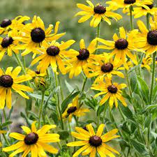 Yellow Goldsturm Flower Seeds for Planting – Hardy Perennial Black-Eyed Susan Variety