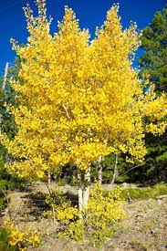 Quaking Aspen  Flower seeds for Planting - Compact Growth, Heirloom & GMO Free Seeds for Home Garden, 100pcs