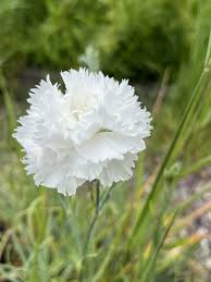 White Dianthus Caryophyllus Flower Seeds for Planting – Heirloom Non-GMO High Germination Organic Garden Seeds