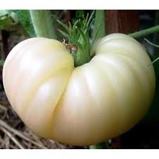 Cream Tomato Seeds for Planting – Heirloom, Non-GMO, High Germination, Organic Garden Seeds