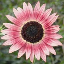 Pink Sunflower Seeds for Planting – Heirloom, Non-GMO, High Germination Organic Garden Seeds