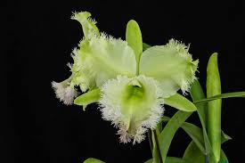 Light Green Cattleya Flower Seeds for Planting Heirloom Non-GMO High Germination Organic Garden Seeds