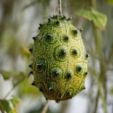 Jelly Melon Seeds for Planting – Heirloom, Non-GMO, Exotic Organic Garden Seeds – High Germination, Sweet-Sour Spiky Fruit