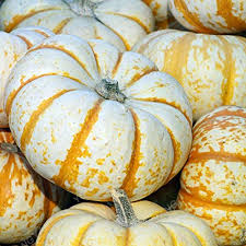 Cream Pumpkin Vegetable Seeds for Planting – Heirloom & Non-GMO Garden Seeds