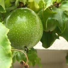 Green Passiflora Edulis fruit seeds for planting - Heirloom & Non-GMO Garden seeds