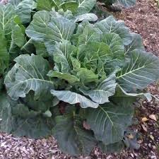 Green Collard Seeds for Planting – Heirloom & Non-GMO Organic Garden Seeds, Nutritious Leafy Greens