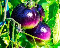 Tomato Seeds for Planting Dark Blue – Heirloom Non-GMO, Unique High Germination Organic Garden Seeds