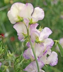 White Purple Sweet Pea Flower Seeds - Fragrant Blossoms, Heirloom, Non-GMO Organic Garden Seeds for Planting