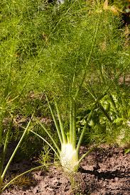 Green Florence Seeds for Planting – Heirloom & Non-GMO Unique Bulb for Fresh Harvests