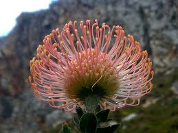 Leucospermum Cordifolium Flower Seeds – Heirloom Non-GMO Protea Blooms for Garden Planting