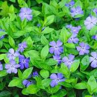 Vinca Minor Flower Seeds for Planting - Heirloom, Non-GMO, High Germination Organic Garden Seeds