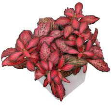 Red Fittonia Verschaffeltii  Flower seeds for Planting - Easy to Grow, Heirloom & GMO Free Seeds for Home Garden