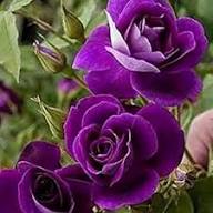 Purple Dragon Rose Flower Seeds for Planting – Heirloom Non-GMO Premium Quality Organic Garden Seeds