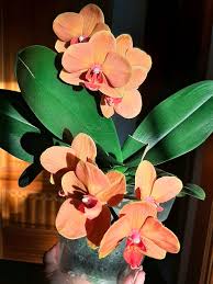Light Orange Phalaenopsis Orchid Flower Seeds for Planting – Heirloom, Non-GMO, Premium Quality, High Germination