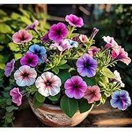 Tacoli Bonsai Petunia Flower Seeds for Planting – Heirloom, Non-GMO, High Germination Organic Garden Seeds